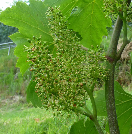 Blüte Arneis